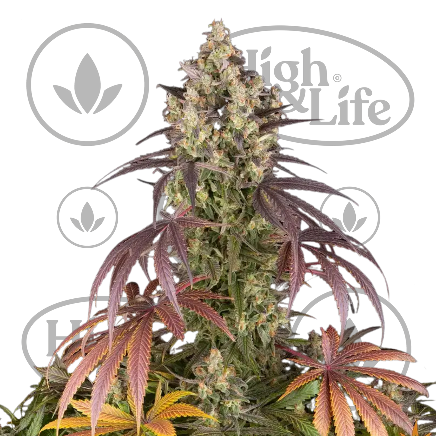 Osta Lemon Cherry Gelato kannabiksen siemenet High & Life Storesta