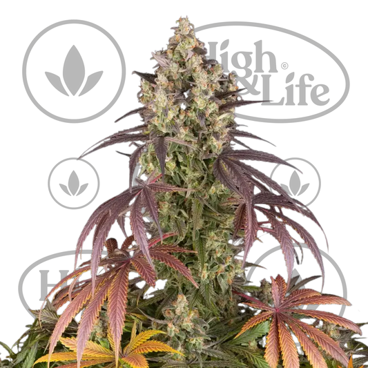 Osta Lemon Cherry Gelato kannabiksen siemenet High & Life Storesta