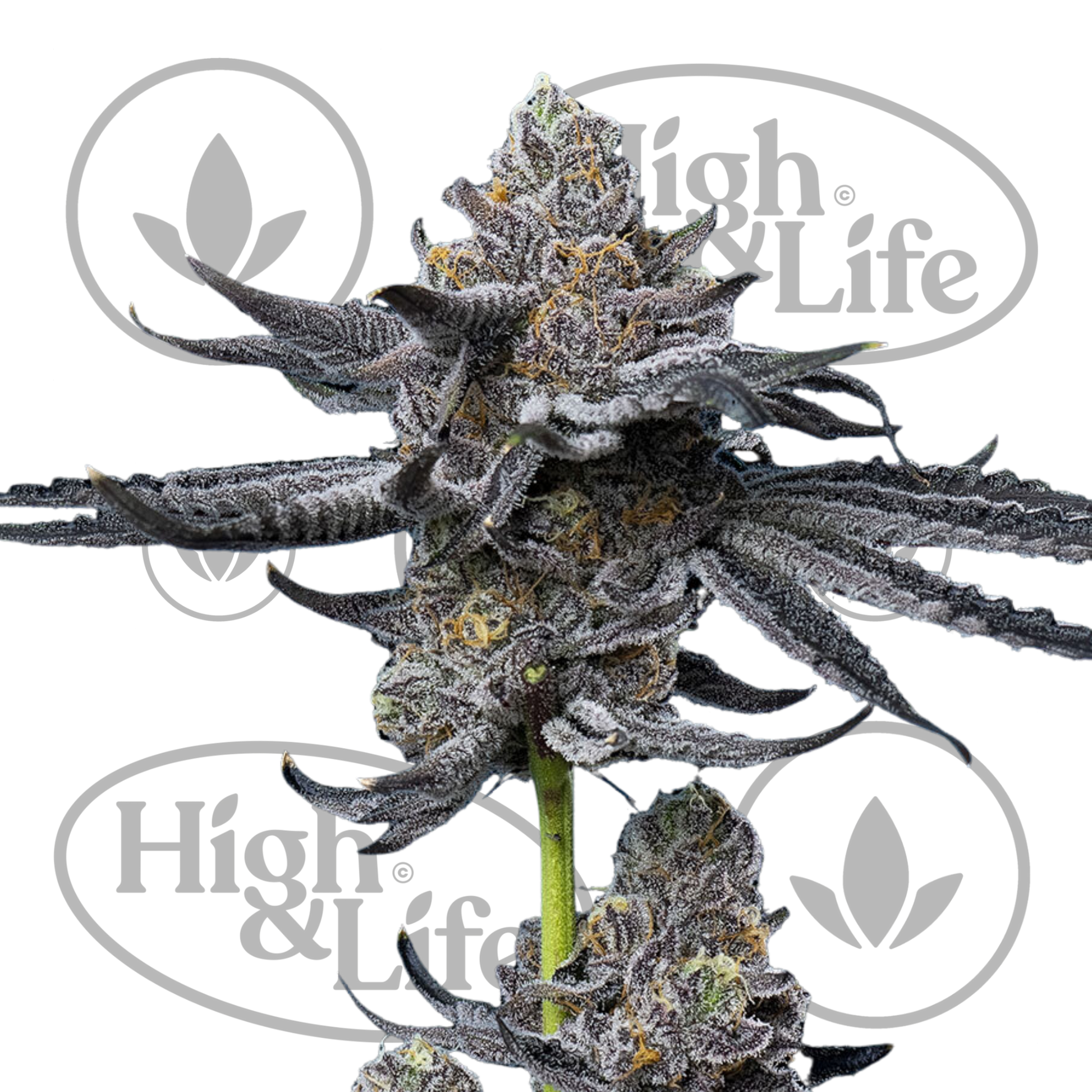 Osta LFG kannabiksen siemenet High & Life Storesta