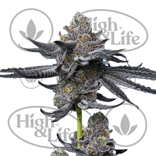 Osta LFG kannabiksen siemenet High & Life Storesta