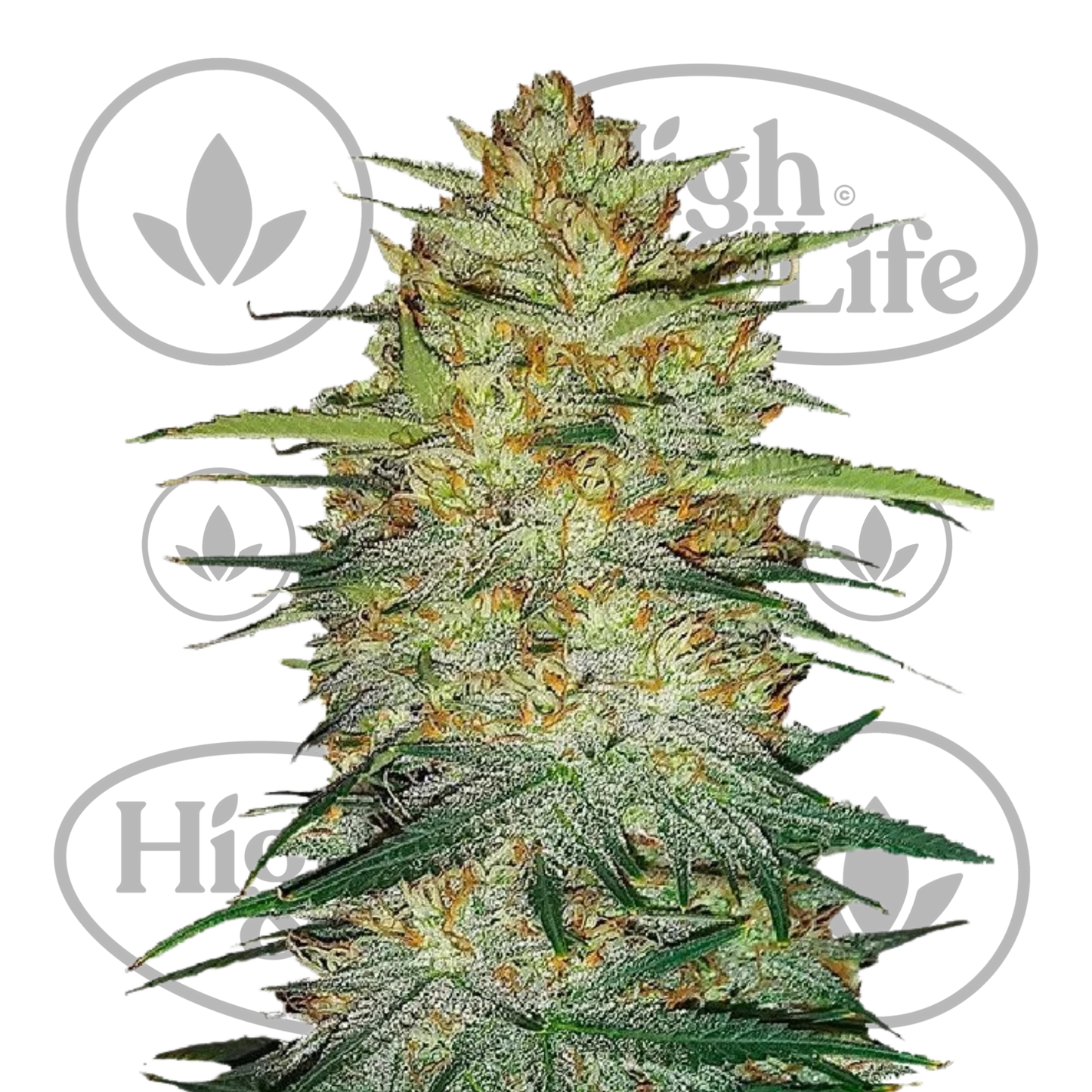 Osta Original OG Kush Auto kannabiksen siemenet High & Life Storesta