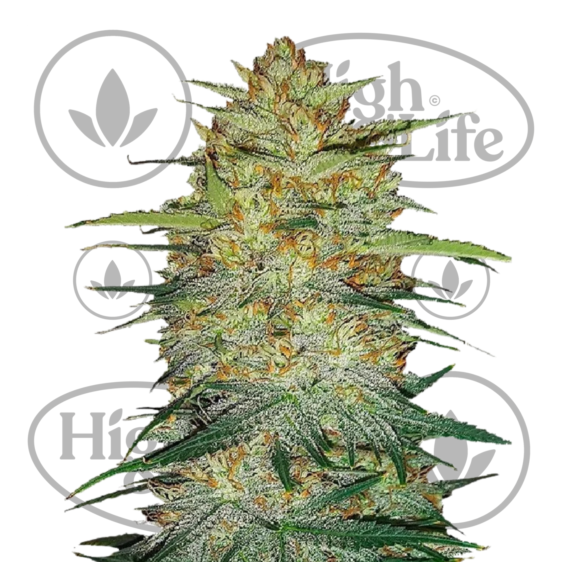 Osta Original OG Kush Auto kannabiksen siemenet High & Life Storesta