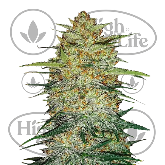 Osta Original OG Kush Auto kannabiksen siemenet High & Life Storesta