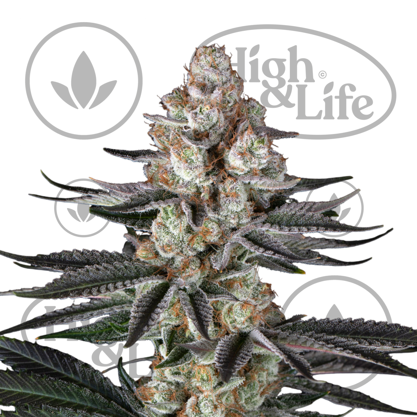 Osta Papaya Frosting kannabiksen siemenet High & Life Storesta
