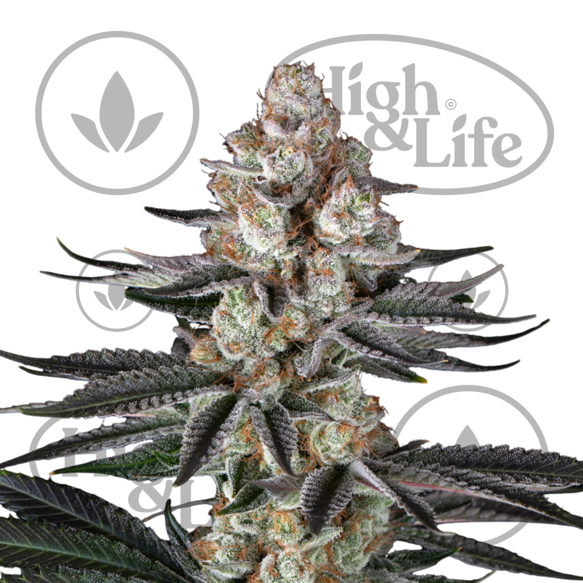 Osta Papaya Frosting kannabiksen siemenet High & Life Storesta