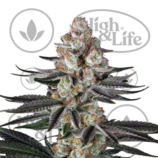 Osta Papaya Frosting kannabiksen siemenet High & Life Storesta