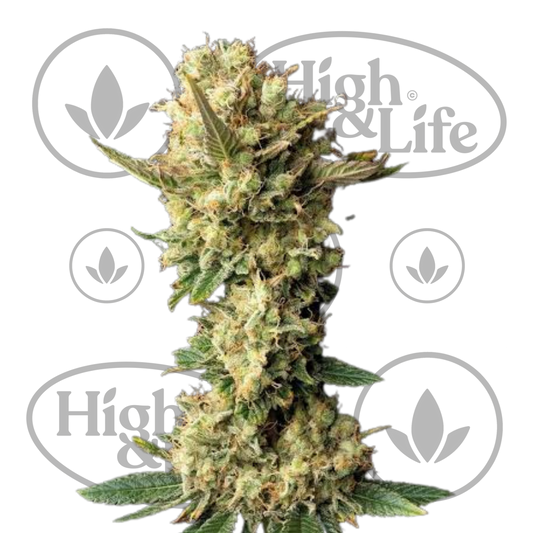 Osta Peyote Forum kannabiksen siemenet High & Life Storesta