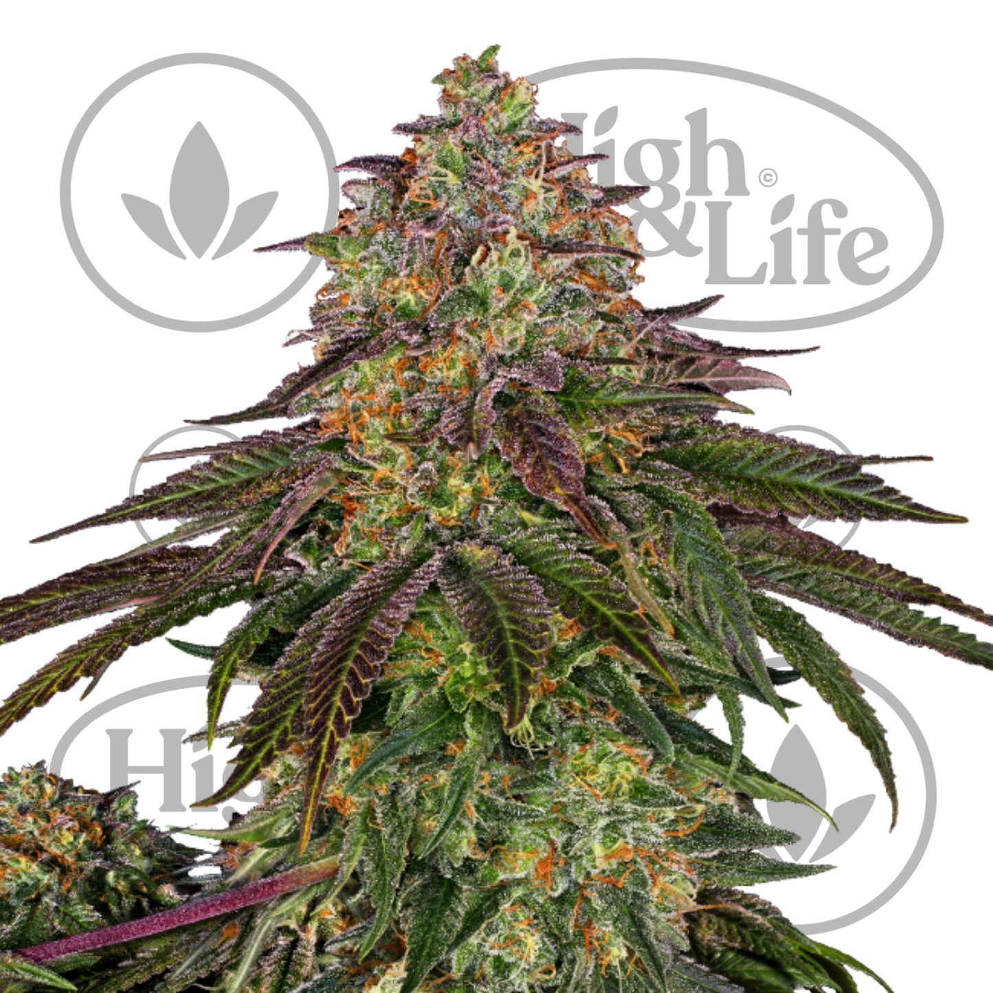 Osta Sweet Cherry Kush kannabiksen siemenet High & Life Storesta
