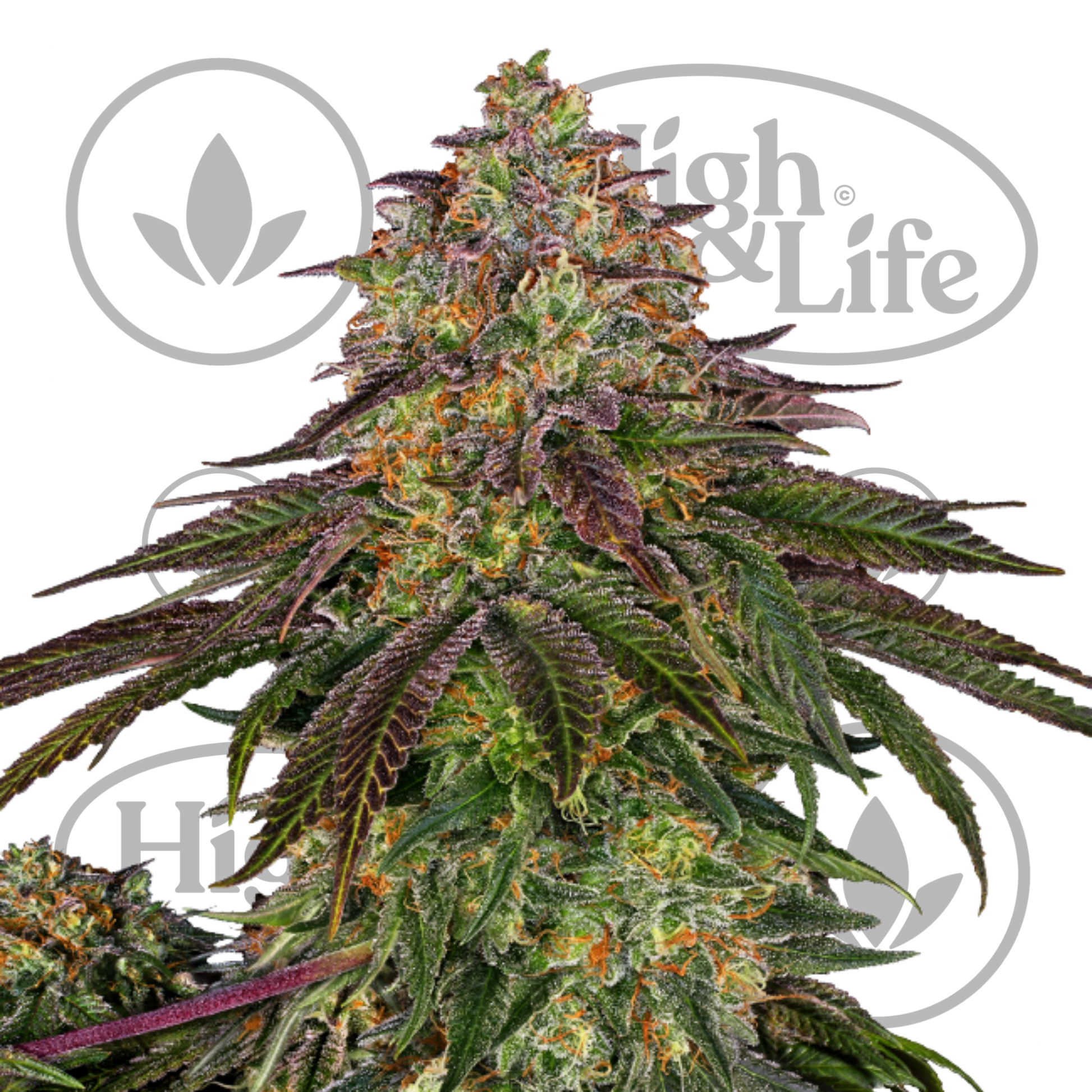 Osta Sweet Cherry Kush kannabiksen siemenet High & Life Storesta
