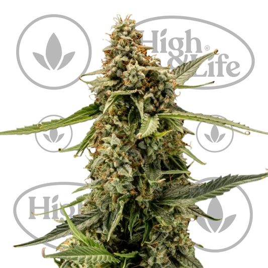 Osta Titan F1 Auto kannabiksen siemenet High & Life Storesta