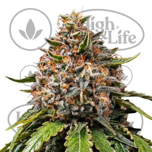 Osta White Widow XXL (10 seeds) kannabiksen siemenet High & Life Storesta